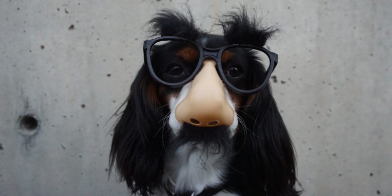 Funny dog with glasses